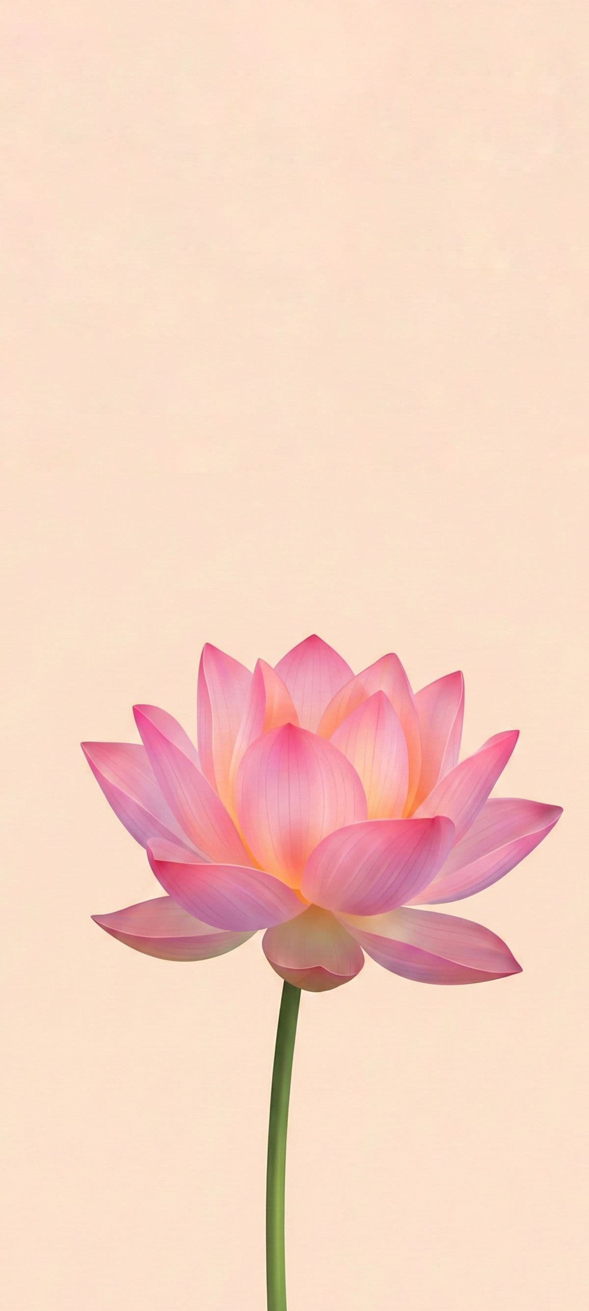 Flor de loto rosa sobre fondo crema